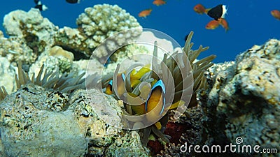 Clown fish amphiprion (Amphiprioninae). Red sea clown fish. Nemo . Stock Photo