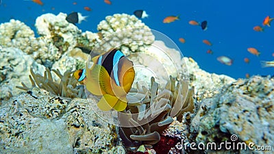 Clown fish amphiprion (Amphiprioninae). Red sea clown fish. Nemo . Stock Photo