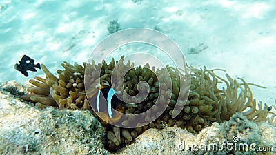 Clown fish amphiprion (Amphiprioninae). Red sea clown fish. Nemo . Stock Photo