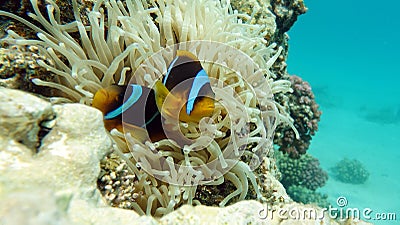 Clown fish amphiprion (Amphiprioninae). Red sea clown fish. Nemo . Stock Photo