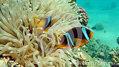 Clown fish amphiprion (Amphiprioninae). Red sea clown fish. Nemo . Stock Photo