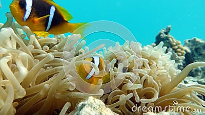 Clown fish amphiprion (Amphiprioninae). Red sea clown fish. Nemo . Stock Photo