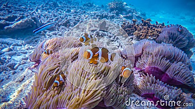 Clown fish on a coral reef, in Perhentian Island, Malaysia Stock Photo