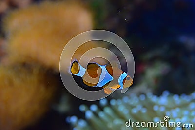 Clown fish with different corals in the background particularly recognizable Sea Anemone on the bottom right Stock Photo