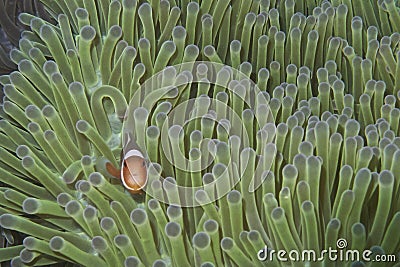 Clown Fish in Green Anemone, Balicasag Island, Bohol, Philippines Stock Photo