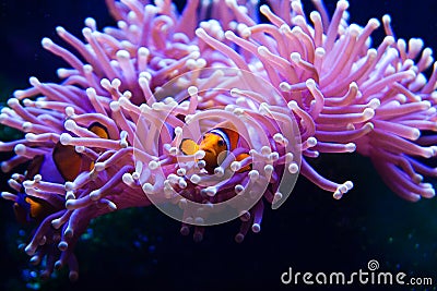Clown fish hiding in anemone Stock Photo