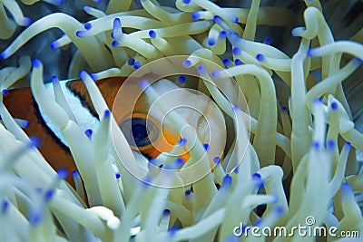 The clown fish is hiding in its anemone. Underwater photography Stock Photo
