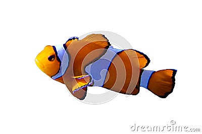 Clown fish, Isolated Stock Photo