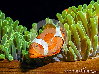 Clown fish of Nemo fame,Ocellaris clownfish. marine life,tropical fish Stock Photo