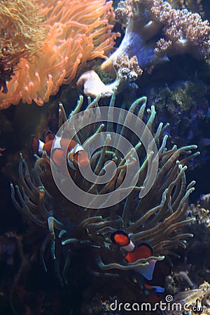 Clown fish nemo Stock Photo