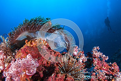 Clown fish in sea anemone rocks under the blue sea. Stock Photo