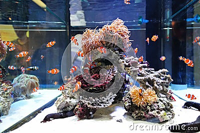 Clown fish swimming Stock Photo