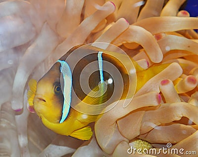 Clown Fish swimming in anemone Stock Photo