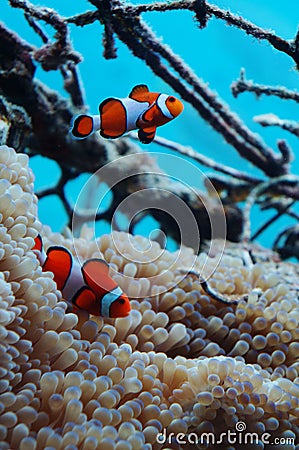 Clown fish symbiotic with anemone Stock Photo