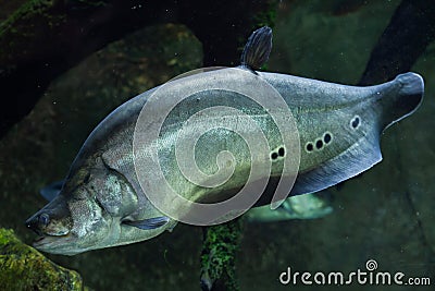 Clown knifefish (Chitala ornate) Stock Photo