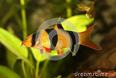 Clown loach tiger botia catfish Botia macracanthus aquarium fish Stock Photo