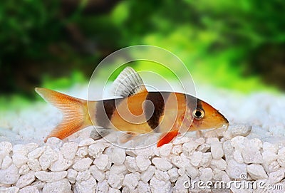 Clown loach tiger botia catfish Botia macracanthus Stock Photo