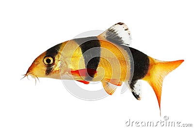 Clown loach tiger botia catfish Botia macracanthus aquarium fish Stock Photo