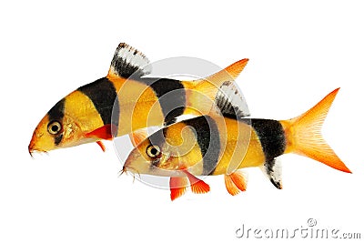 Clown loach tiger botia catfish Botia macracanthus aquarium fish Stock Photo