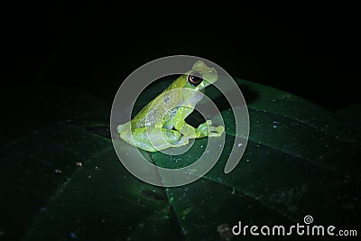 A clown tree frog, Dendropsophus sarayacuensis, looking curiously at the camera Stock Photo