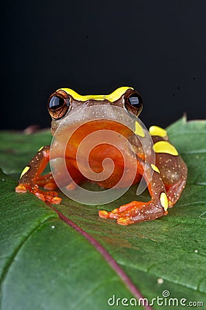 Clown treefrog Stock Photo