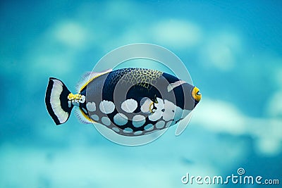 Clown Triggerfish Stock Photo