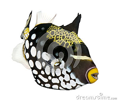 Clown triggerfish (fish) Stock Photo