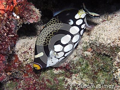 The Clown Triggerfish Gets Its Name From The Fact That Its Bright