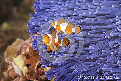 Clownfish Stock Photo