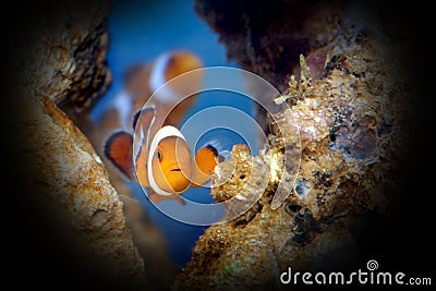 Clownfish Stock Photo