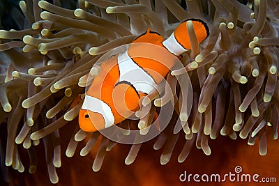 Clownfish Stock Photo