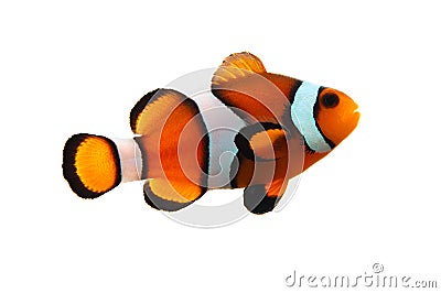 Clownfish Stock Photo