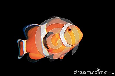 Clownfish Stock Photo