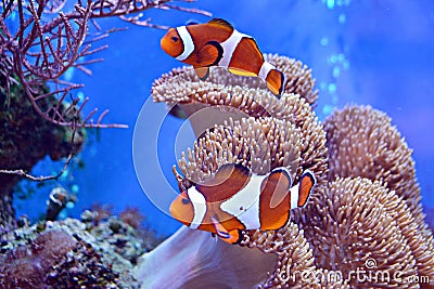 Clownfish, Amphiprioninae, in aquarium tank with reef as background Stock Photo