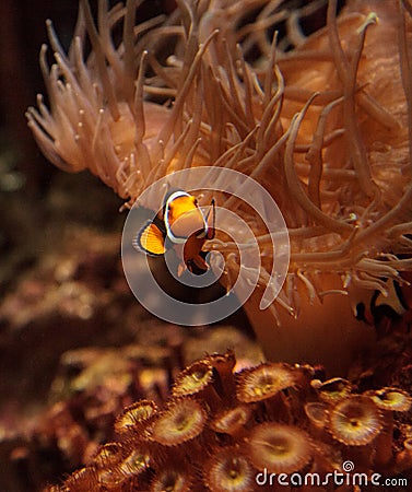 Clownfish, Amphiprioninae Stock Photo