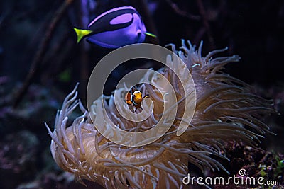 Clownfish Amphiprioninae and royal blue tang Stock Photo