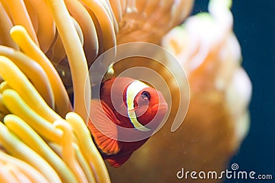 Clownfish in anemone Stock Photo