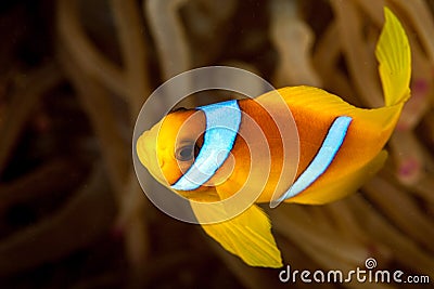Clownfish or anemonefish Stock Photo