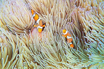 Clownfish Anemonefish Fish Sea Anemone Stock Photo