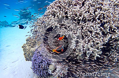 Clownfish coral at okinawa island Stock Photo