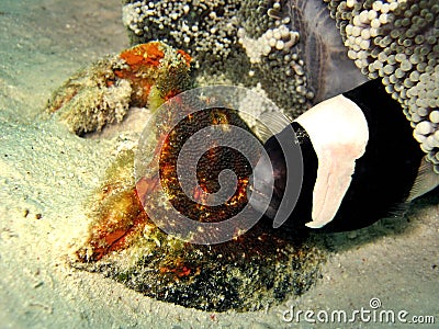 Clownfish & Eggs Stock Photo