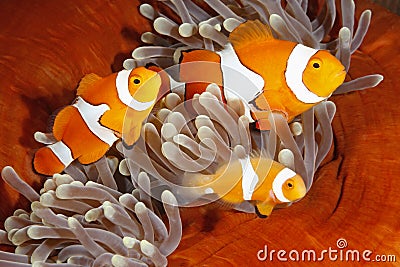 Clownfish Family Stock Photo
