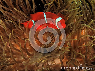 Beautiful clown fish with red colour Stock Photo