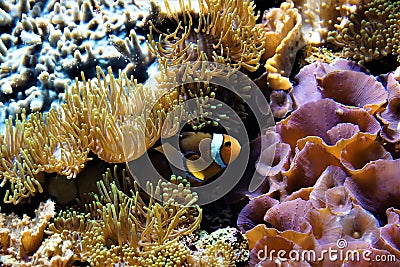 Clownfish hiding between anemones Stock Photo