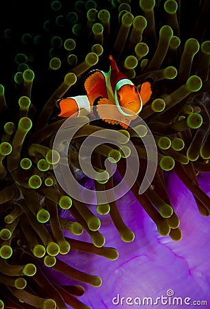 Clownfish looking into the camera from anemone Stock Photo