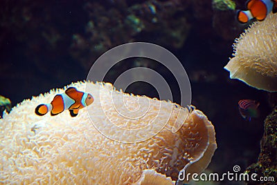 Clownfish in Oceanografic, Valencia, Spain Stock Photo