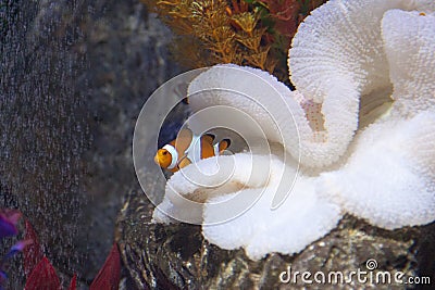 Clownfish Stock Photo