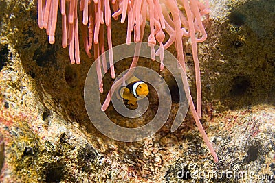 Clownfish and Pink Anemone Stock Photo