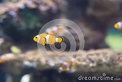 Clownfish in Saltwater Coral Reef Aquarium Stock Photo