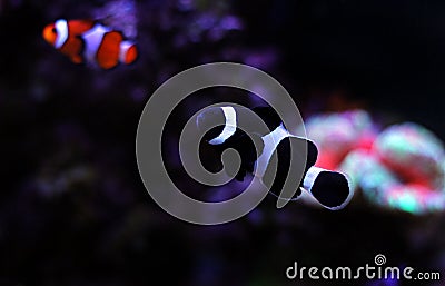Black Ocellaris clown fish in aquarium Stock Photo